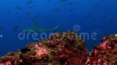 加拉帕戈斯鲨鱼的背景，惊人的鱼学派水下海底。