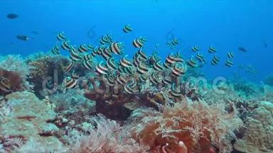 珊瑚礁上的旗鱼