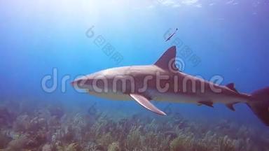 古巴Reina Jardin de la Reina的加勒比礁鲨鱼