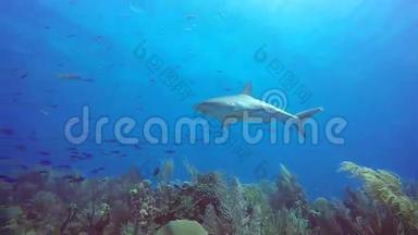 古巴Reina Jardin de la Reina的加勒比礁鲨鱼