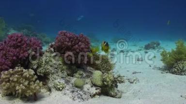 红海海底沙底的海葵和小丑鱼。