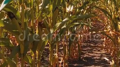 有机生活方式玉米地干熟玉米的农业。 概念玉米收获农业天然产品