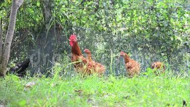 泰国Betong养鸡场