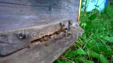 蜜蜂从蜂巢飞来，动作缓慢