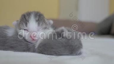 搞笑视频两只宠物可爱新生小猫睡觉团队在床上.. 宠物概念宠物概念。 小猫猫斑纹