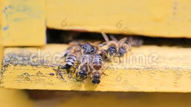 蜜蜂飞来飞去，蜂箱靠近