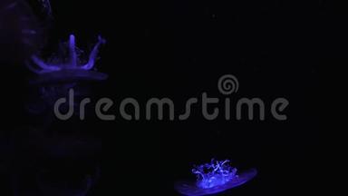 特写水母，美杜莎在鱼缸与霓虹灯。 水母是一种自由游动的海洋腔肠，带有果冻状的钟或