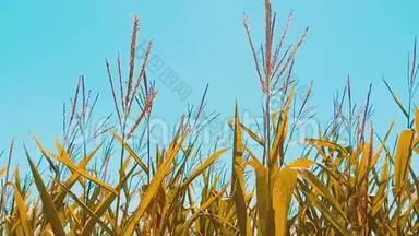 有机玉米田干熟玉米的农业。 概念玉米收获农业自然生活方式产品