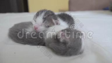 <strong>搞笑视频</strong>两只宠物可爱新生小猫睡觉团队在床上.. 宠物概念宠物概念。 小生活方式宠物