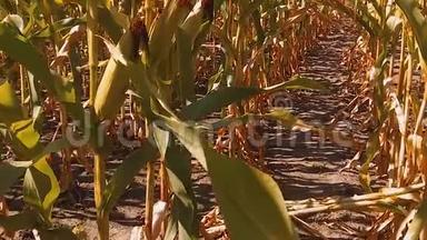 有机玉米田干熟玉米的农业。 概念玉米收获自然生活方式农业