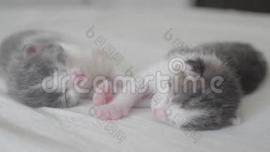 搞笑视频两只宠物可爱新生小猫睡觉团队在床上.. 宠物概念宠物概念。 小猫生活方式