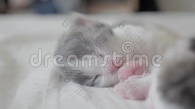 有趣的生活方式视频两只宠物可爱的新生小猫睡觉团队在床上。 宠物概念宠物概念。 小猫