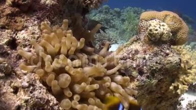 红海海底沙底的海葵和小丑鱼。