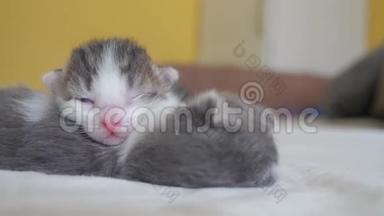 <strong>搞笑</strong>视频两只宠物可爱新生小猫<strong>睡觉</strong>团队在床上.. 宠物概念宠物概念。 小猫猫斑纹
