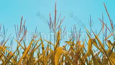 有机玉米田干熟玉米的农业。 概念玉米收获农业生活方式天然产品