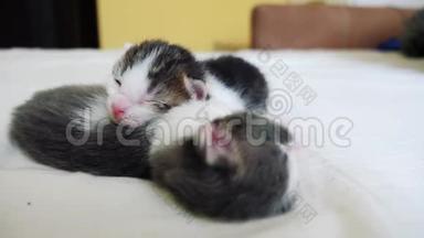 搞笑视频两只宠物可爱新生小猫睡觉团队在床上.. 宠物概念宠物概念生活方式。 小宠物