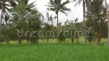 绿色背景。 巴厘岛稻田4K飞无人机视频.. 青黄相接的景观.. 稻田，草地，大自然..