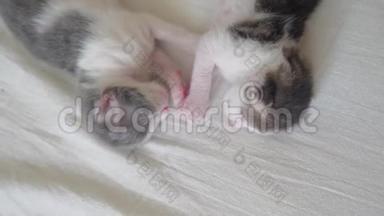 <strong>搞笑视频</strong>两只宠物可爱新生小猫睡觉团队在床上.. 宠物概念宠物概念。 小猫条纹