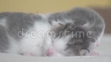 两只可爱的新生小猫生活方式睡眠团队在床上。 宠物概念宠物概念。 小猫条纹睡眠