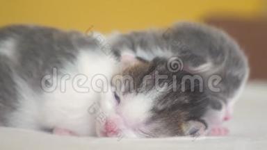 搞笑视频两只可爱的新生小猫在床上<strong>集体</strong>睡觉.. 宠物概念宠物概念。 小猫条纹睡眠