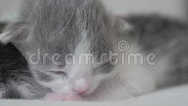 搞笑视频两只可爱的新生小猫在床上<strong>集体</strong>睡觉.. 宠物概念宠物生活方式概念。 小猫条纹