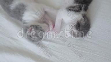 搞笑视频两只宠物可爱新生小猫睡觉团队在床上.. 宠物概念宠物概念。 小猫斑纹