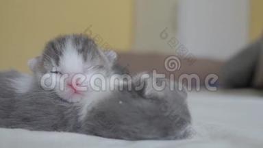 搞笑视频两只宠物可爱新生小猫睡觉团队在床上.. 宠物概念宠物概念。 小猫猫