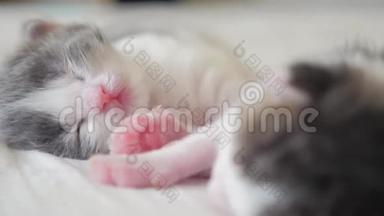 搞笑视频两只宠物可爱新生小猫睡觉团队在床上.. 宠物概念宠物概念。 小生活猫