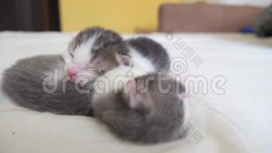 搞笑视频两只宠物可爱新生小猫睡觉团队在床上.. 宠物概念，生活方式，宠物概念。 小宠物