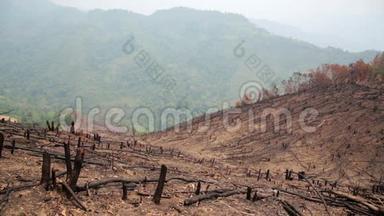 砍伐森林，森林火灾后，自然灾害.