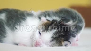搞笑视频两只可爱的新生小猫在床上<strong>集体</strong>睡觉.. 宠物概念宠物概念。 小猫条纹睡眠