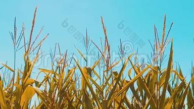有机<strong>玉米</strong>田干熟<strong>玉米</strong>的农业。 概念<strong>玉米</strong>收获生活方式农业天然产品