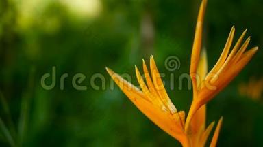 橙黄螺旋，Strelitzia，鸟乐园宏观特写，绿色背景.. 异国热带盛开的花朵