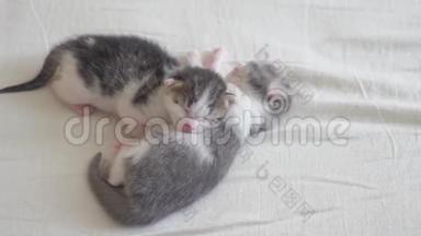 搞笑视频两只宠物可爱新生小猫睡眠生活方式团队合作床上.. 宠物概念宠物概念。 小宠物