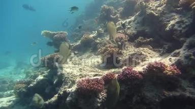 鱼礁美丽的环境。 红海