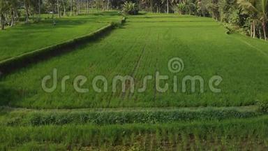 绿色背景。 巴厘岛稻田4K飞无人机视频.. 青黄相接的景观.. 稻田，草地，大自然..