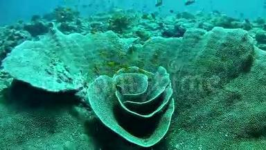 潜水马尔代夫-珊瑚