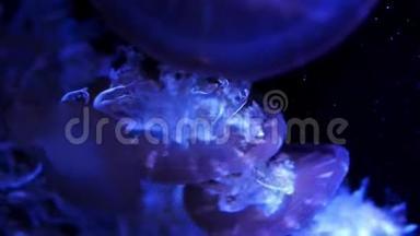 特写水母，美杜莎在鱼缸与霓虹灯。 水母是一种自由游动的海洋腔肠，带有果冻状的钟或