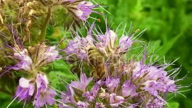 有<strong>翅膀</strong>的蜜蜂慢慢地飞向植物，从<strong>花</strong>中收集蜂蜜的<strong>花</strong>蜜。