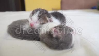 搞笑视频两只宠物可爱新生小猫睡觉团队在床上.. 宠物概念宠物概念。 小猫