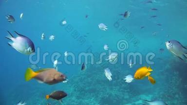 红海的珊瑚和鱼类
