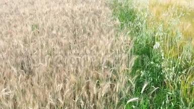 麦田。 地上的金色麦穗.. 草甸麦田成熟穗的背景。