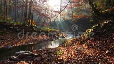 秋天森林里的河流和<strong>阳光透过</strong>树叶照耀着。