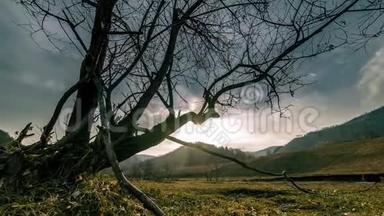 死亡树和枯黄的草在云和太阳光线的蒙天景观的时间流逝。 水平滑块运动