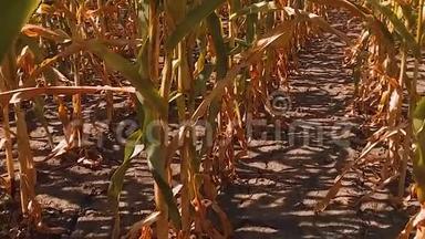 有机玉米田干熟玉米的农业。 概念玉米收获生活方式自然农业