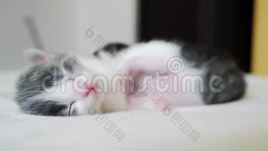 搞笑视频两只宠物可爱新生生活方式小猫睡觉团队在床上.. 宠物概念宠物概念。 小猫