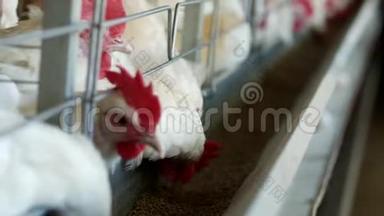 家禽养殖场，饲养鸡和蛋，鸡啄饲料，特写，工厂母鸡，工业