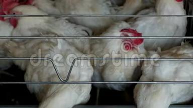家禽养殖场，饲养鸡和蛋，鸡啄饲料，特写，工厂母鸡，啄食