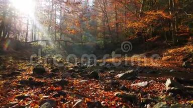 秋天<strong>森林</strong>里的河流和阳光透过树叶照耀着。