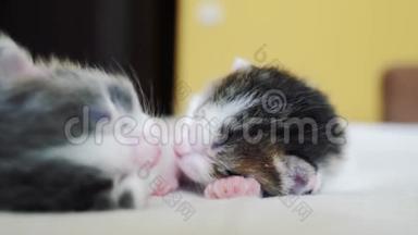 搞笑视频两只宠物可爱新生小猫睡觉团队在床上.. 宠物概念，生活方式，宠物概念。 小猫